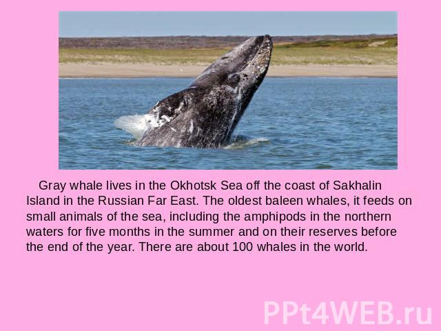 Gray whale lives in the Okhotsk Sea off the coast of Sakhalin Island in the Russian Far East. The oldest baleen whales, it feeds on small animals of the sea, including the amphipods in the northern waters for five months in the summer and on their r…