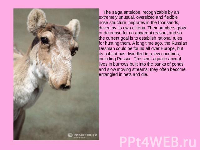The saiga antelope, recognizable by an extremely unusual, oversized and flexible nose structure, migrates in the thousands, driven by its own criteria. Their numbers grow or decrease for no apparent reason, and so the current goal is to establish ra…