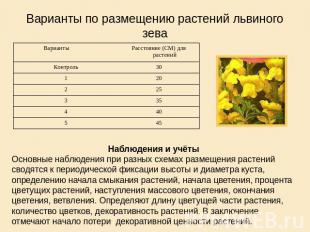 Варианты по размещению растений львиного зеваНаблюдения и учётыОсновные наблюден