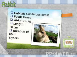 Rabbit Habitat: Coniferous forest Food: Grass Weight: 5 kg Length: 60 cm Duratio