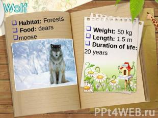 Wolf Habitat: Forests Food: dears moose Weight: 50 kg Length: 1.5 m Duration of
