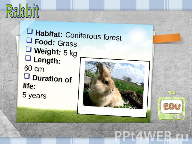 Rabbit Habitat: Coniferous forest Food: Grass Weight: 5 kg Length: 60 cm Duration of life: 5 years