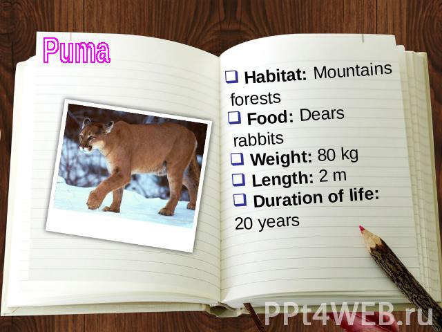 Puma Habitat: Mountains forests Food: Dears rabbits Weight: 80 kg Length: 2 m Duration of life: 20 years