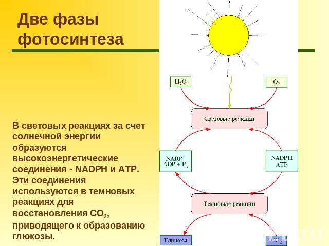 Две фазы фотосинтеза В световых реакциях за счет солнечной энергии образуются высокоэнергетические соединения - NADPH и АТР. Эти соединения используются в темновых реакциях для восстановления CO2, приводящего к образованию глюкозы.