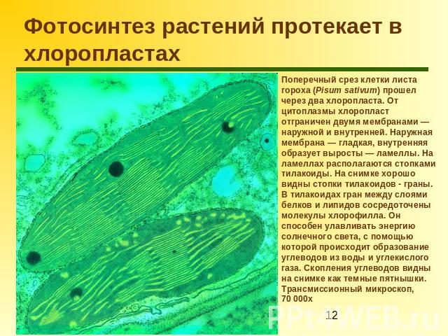 Фотосинтез растений протекает в хлоропластах Поперечный срез клетки листа гороха (Pisum sativum) прошел через два хлоропласта. От цитоплазмы хлоропласт отграничен двумя мембранами — наружной и внутренней. Наружная мембрана — гладкая, внутренняя обра…