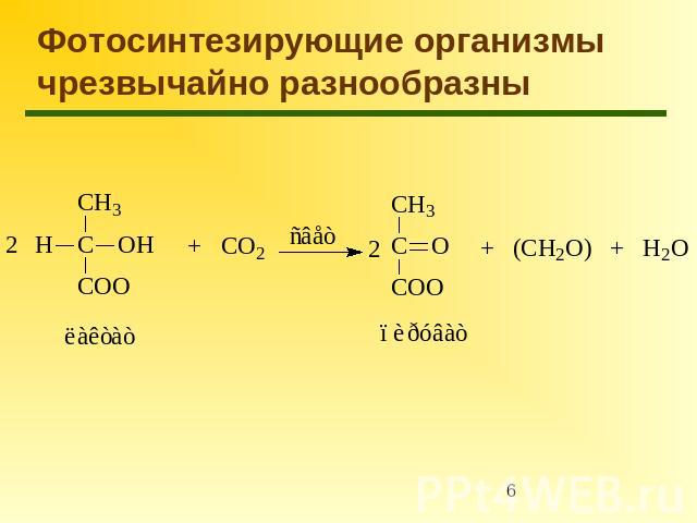 Фотосинтезирующие организмы чрезвычайно разнообразны