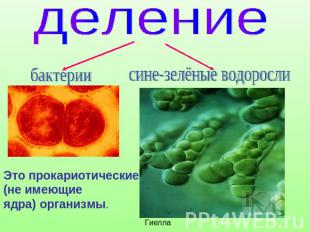 деление бактерии сине-зелёные водоросли Это прокариотические (не имеющие ядра) о