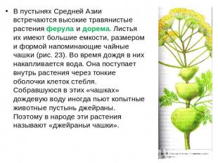 В пустынях Средней Азии встречаются высокие травянистые растения ферула и дорема