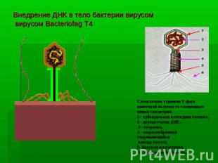 Внедрение ДНК в тело бактерии вирусом вирусом Bacteriofag T4 Схематичное строени