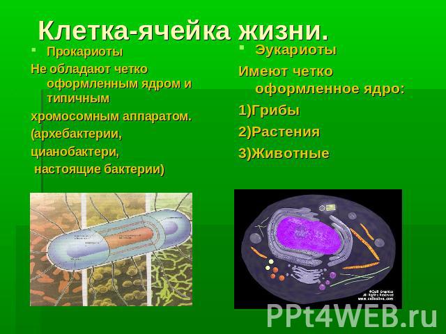 Клетка-ячейка жизни. Прокариоты Не обладают четко оформленным ядром и типичным хромосомным аппаратом. (архебактерии, цианобактери, настоящие бактерии) Эукариоты Имеют четко оформленное ядро: 1)Грибы 2)Растения 3)Животные
