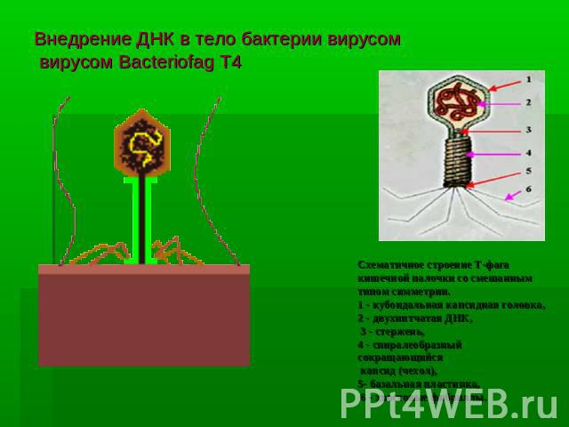 Внедрение ДНК в тело бактерии вирусом вирусом Bacteriofag T4 Схематичное строение Т-фага кишечной палочки со смешанным типом симметрии. 1 - кубоидальная капсидная головка, 2 - двухнитчатая ДНК, 3 - стержень, 4 - спиралеобразный сокращающийся капсид …