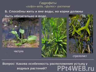 Гидрофиты «гидро»-вода, «фитос» -растение Б. Способны жить и вне воды, но корни