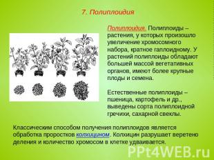 7. Полиплоидия Полиплоидия. Полиплоиды – растения, у которых произошло увеличени