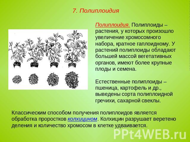 7. Полиплоидия Полиплоидия. Полиплоиды – растения, у которых произошло увеличение хромосомного набора, кратное гаплоидному. У растений полиплоиды обладают большей массой вегетативных органов, имеют более крупные плоды и семена. Естественные полиплои…