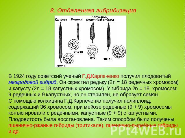 8. Отдаленная гибридизация В 1924 году советский ученый Г.Д.Карпеченко получил плодовитый межродовой гибрид. Он скрестил редьку (2n = 18 редечных хромосом) и капусту (2n = 18 капустных хромосом). У гибрида 2n = 18 хромосом: 9 редечных и 9 капустных,…