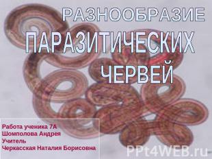 разнообразие паразитических червей Работа ученика 7А Шомполова Андрея Учитель Че