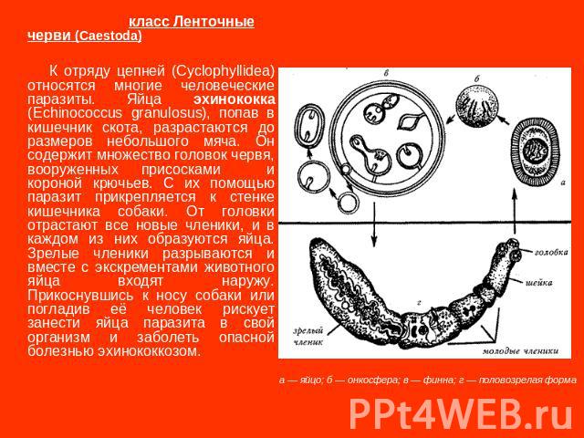 класс Ленточные черви (Caestoda) К отряду цепней (Cyclophyllidea) относятся многие человеческие паразиты. Яйца эхинококка (Echinococcus granulosus), попав в кишечник скота, разрастаются до размеров небольшого мяча. Он содержит множество головок черв…