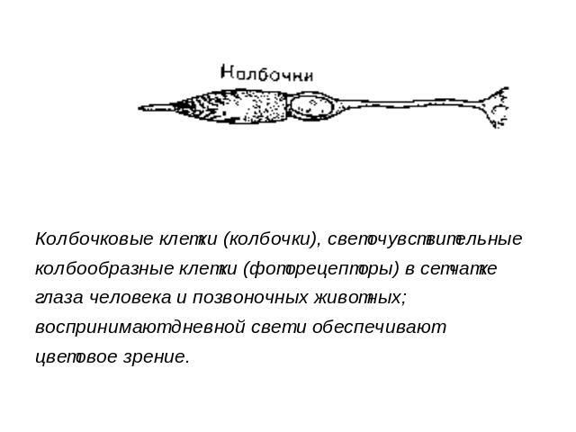 Колбочковые клетки (колбочки), светочувствительные колбообразные клетки (фоторецепторы) в сетчатке глаза человека и позвоночных животных; воспринимают дневной свет и обеспечивают цветовое зрение.