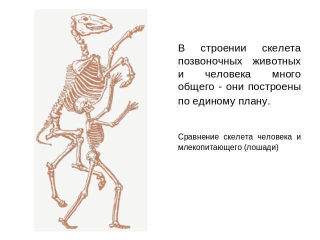 В строении скелета позвоночных животных и человека много общего - они построены по единому плану. Сравнение скелета человека и млекопитающего (лошади)