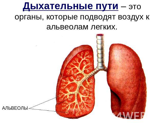 Дыхательные пути – это органы, которые подводят воздух к альвеолам легких. АЛЬВЕОЛЫ