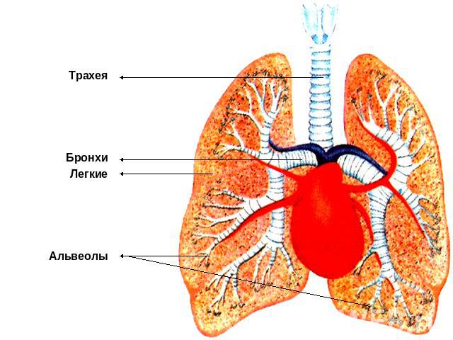 Трахея Бронхи Легкие Альвеолы