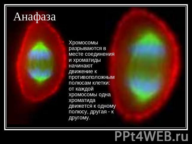 Анафаза Хромосомы разрываются в месте соединения и хроматиды начинают движение к противоположным полюсам клетки: от каждой хромосомы одна хроматида движется к одному полюсу, другая - к другому.
