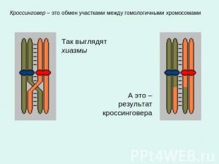 Кроссинговер – это обмен участками между гомологичными хромосомами Так выглядят