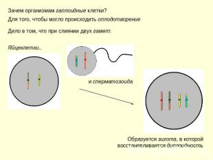 Зачем организмам гаплоидные клетки? Для того, чтобы могло происходить оплодотвор