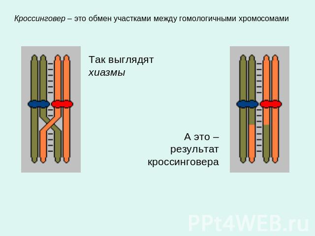 Кроссинговер – это обмен участками между гомологичными хромосомами Так выглядят хиазмы А это – результат кроссинговера