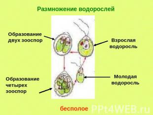 Размножение водорослей Образование двух зооспор Взрослая водоросль Образование ч