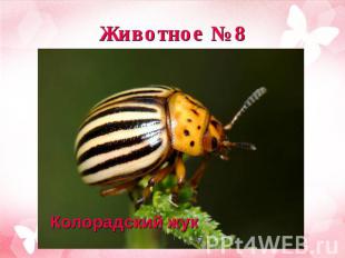 Животное №8 Колорадский жук