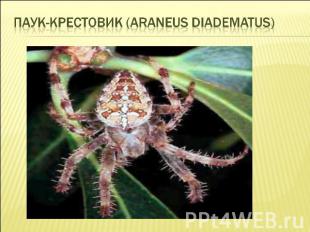 Паук-крестовик (Araneus diadematus)