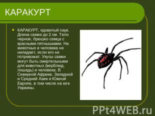 КАРАКУРТ КАРАКУРТ, ядовитый паук. Длина самки до 2 см. Тело черное, брюшко самца