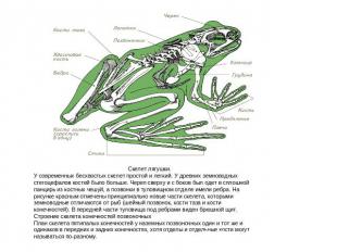 Скелет лягушки. У современных бесхвостых скелет простой и легкий. У древних земн