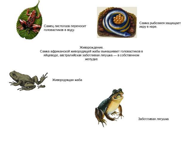 Самец листолаза переноситголовастиков в воду. Самка рыбозмея защищает икру в норе. Живорождение. Самка африканской живородящей жабы вынашивает головастиков в яйцеводе, австралийская заботливая лягушка — в собственном желудке. Живородящая жаба Заботл…