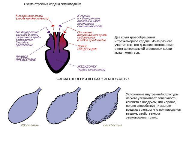 Схема строения сердца земноводных. Два круга кровообращения и трехкамерное сердце. Из-за разного участия кожного дыхания соотношение в нем артериальной и венозной крови может меняться. СХЕМА СТРОЕНИЯ ЛЕГКИХ У ЗЕМНОВОДНЫХ Усложнение внутренней структ…