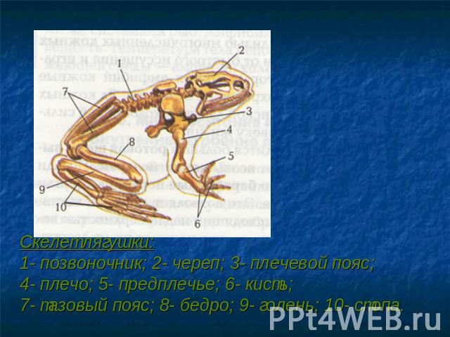 Скелет лягушки: 1- позвоночник; 2- череп; 3- плечевой пояс; 4- плечо; 5- предплечье; 6- кисть; 7- тазовый пояс; 8- бедро; 9- голень; 10- стопа.