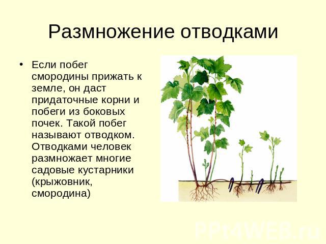 Вегетативное Размножение Растений 6 Класс Фиалка Презентация