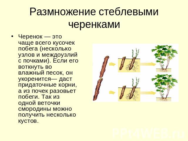 Размножение стеблевыми черенками Черенок — это чаще всего кусочек побега (несколько узлов и междоузлий с почками). Если его воткнуть во влажный песок, он укоренится— даст придаточные корни, а из почек разовьет побеги. Так из одной веточки смородины …