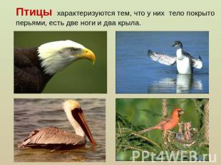 Птицы характеризуются тем, что у них тело покрыто перьями, есть две ноги и два к