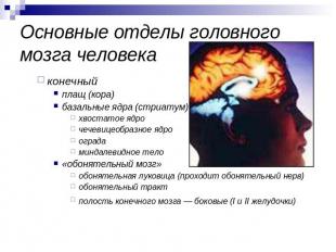 Основные отделы головного мозга человека конечный плащ (кора) базальные ядра (ст