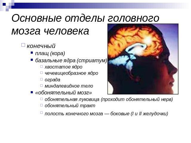 Основные отделы головного мозга человека конечный плащ (кора) базальные ядра (стриатум) хвостатое ядро чечевицеобразное ядро ограда миндалевидное тело «обонятельный мозг» обонятельная луковица (проходит обонятельный нерв) обонятельный тракт полость …