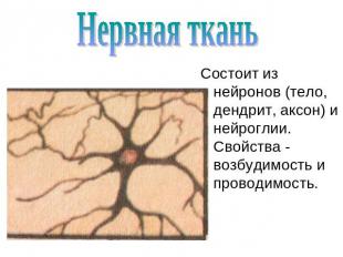 Нервная ткань Состоит из нейронов (тело, дендрит, аксон) и нейроглии. Свойства -