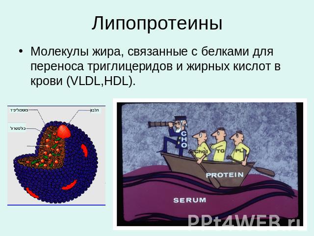 Липопротеины Молекулы жира, связанные с белками для переноса триглицеридов и жирных кислот в крови (VLDL,HDL).