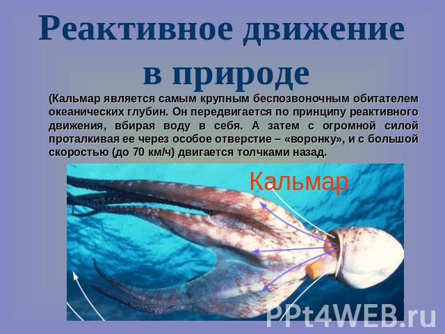 Реактивное движение в природе (Кальмар является самым крупным беспозвоночным обитателем океанических глубин. Он передвигается по принципу реактивного движения, вбирая воду в себя. А затем с огромной силой проталкивая ее через особое отверстие – «вор…