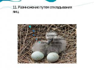 11. Размножение путем откладывания яиц.