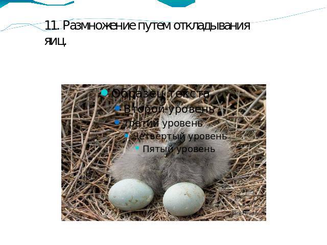 11. Размножение путем откладывания яиц.