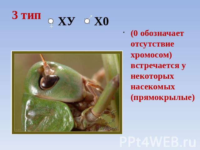 3 тип ХУ Х0 (0 обозначает отсутствие хромосом) встречается у некоторых насекомых (прямокрылые)