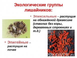 Экологические группы лишайников: Эпигейные – растущие на почве Эпиксильные – рас