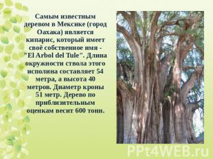 Самым известным деревом в Мексике (город Оахака) является кипарис, который имеет